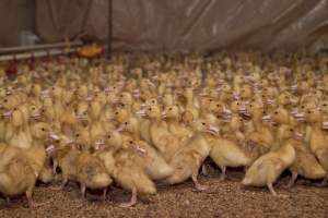 Young ducklings - Australian duck farming - Captured at Tinder Creek Duck Farm, Mellong NSW Australia.