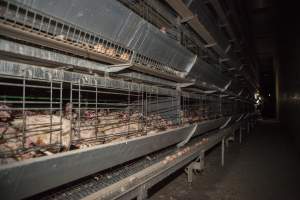 Activists filming hens in battery cages - Australian egg farming at Kingsland LPC Caged Egg Farm, near Young NSW - Captured at Kingsland Caged Egg Facility, Bendick Murrell NSW Australia.