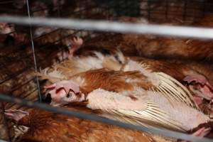 Hens in battery cages - Australian egg farming at Steve's Fresh Farm Eggs NSW - Captured at Steve's Fresh Farm Eggs, Rossmore NSW Australia.