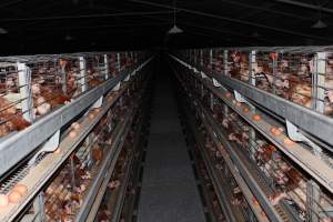 Hens in battery cages - at top tier - Australian egg farming at PACE Henholme Egg Farm, near Newcastle NSW - Captured at Henholme Battery Hen Farm, Buchanan NSW Australia.