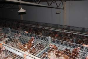 Hens in battery cages - from above - Australian egg farming at PACE Henholme Egg Farm, near Newcastle NSW - Captured at Henholme Battery Hen Farm, Buchanan NSW Australia.