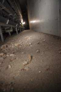 Feathers on floor of battery cage shed - Australian egg farming at Kingsland LPC Caged Egg Farm, near Young NSW - Captured at Kingsland Caged Egg Facility, Bendick Murrell NSW Australia.