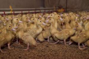 Young ducklings, 2012