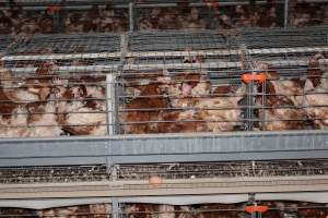 Hens in battery cages - Australian egg farming at PACE Henholme Egg Farm, near Newcastle NSW - Captured at Henholme Battery Hen Farm, Buchanan NSW Australia.