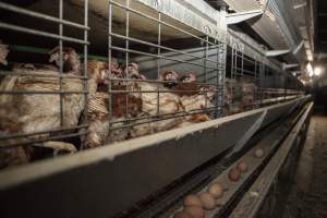 Hens in battery cages with feather loss - Australian egg farming at Kingsland LPC Caged Egg Farm, near Young NSW - Captured at Kingsland Caged Egg Facility, Bendick Murrell NSW Australia.