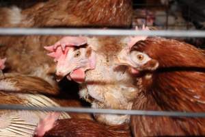 Hens in battery cages - Australian egg farming at Steve's Fresh Farm Eggs NSW - Captured at Steve's Fresh Farm Eggs, Rossmore NSW Australia.