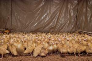 Young ducklings - Australian duck farming - Captured at Tinder Creek Duck Farm, Mellong NSW Australia.