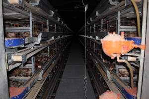 Hens in battery cages - looking down aisle - Australian egg farming at PACE Henholme Egg Farm, near Newcastle NSW - Captured at Henholme Battery Hen Farm, Buchanan NSW Australia.