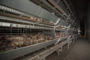 Hens in battery cages with feather loss - Australian egg farming at Kingsland LPC Caged Egg Farm, near Young NSW - Captured at Kingsland Caged Egg Facility, Bendick Murrell NSW Australia.