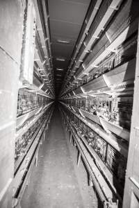 Hens in battery cages - Australian egg farming at Kingsland LPC Caged Egg Farm, near Young NSW - Captured at Kingsland Caged Egg Facility, Bendick Murrell NSW Australia.