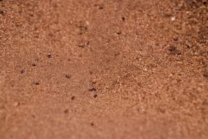 Floor full of bugs - Australian duck farming - Captured at Tinder Creek Duck Farm, Mellong NSW Australia.