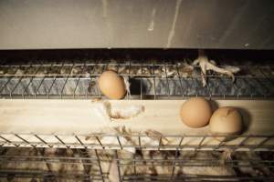 Eggs on conveyor belt in front of cages - Australian egg farming at Kingsland LPC Caged Egg Farm, near Young NSW - Captured at Kingsland Caged Egg Facility, Bendick Murrell NSW Australia.