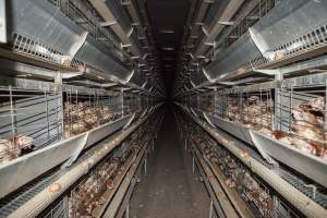 Hens in battery cages with feather loss - Australian egg farming at Kingsland LPC Caged Egg Farm, near Young NSW - Captured at Kingsland Caged Egg Facility, Bendick Murrell NSW Australia.