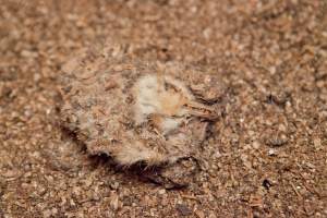 Dead duckling - Captured at Tinder Creek Duck Farm, Mellong NSW Australia.