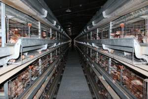 Activist walking down aisle of battery cages - Australian egg farming at PACE Henholme Egg Farm, near Newcastle NSW - Captured at Henholme Battery Hen Farm, Buchanan NSW Australia.