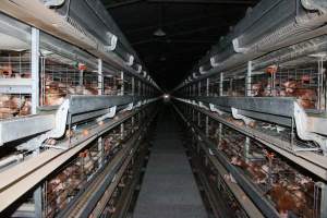 Hens in battery cages - Australian egg farming at PACE Henholme Egg Farm, near Newcastle NSW - Captured at Henholme Battery Hen Farm, Buchanan NSW Australia.