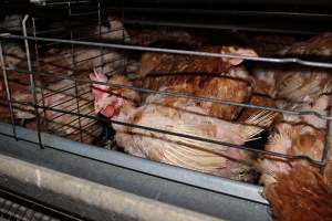 Hens in battery cages with feather loss - Australian egg farming at Steve's Fresh Farm Eggs NSW - Captured at Steve's Fresh Farm Eggs, Rossmore NSW Australia.