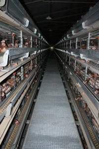 Hens in battery cages - Australian egg farming at PACE Henholme Egg Farm, near Newcastle NSW - Captured at Henholme Battery Hen Farm, Buchanan NSW Australia.