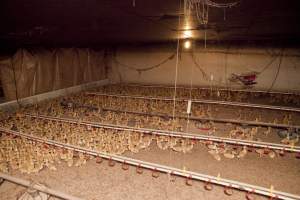 Young ducklings - Australian duck farming - Captured at Tinder Creek Duck Farm, Mellong NSW Australia.