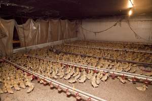 Young ducklings - Australian duck farming - Captured at Tinder Creek Duck Farm, Mellong NSW Australia.