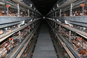 Hens in battery cages - Australian egg farming at PACE Henholme Egg Farm, near Newcastle NSW - Captured at Henholme Battery Hen Farm, Buchanan NSW Australia.