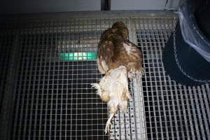 Dead hens at end of shed - Australian egg farming at PACE Henholme Egg Farm, near Newcastle NSW - Captured at Henholme Battery Hen Farm, Buchanan NSW Australia.