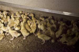 Young ducklings - Australian duck farming - Captured at Tinder Creek Duck Farm, Mellong NSW Australia.