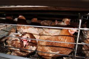 Hens in battery cages - Australian egg farming at Steve's Fresh Farm Eggs NSW - Captured at Steve's Fresh Farm Eggs, Rossmore NSW Australia.