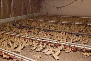 Young ducklings - Australian duck farming - Captured at Tinder Creek Duck Farm, Mellong NSW Australia.