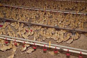 Young ducklings - Australian duck farming - Captured at Tinder Creek Duck Farm, Mellong NSW Australia.