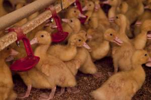 Young ducklings, 2012