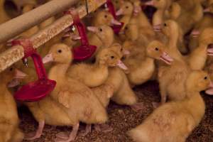 Young ducklings - Australian duck farming - Captured at Tinder Creek Duck Farm, Mellong NSW Australia.