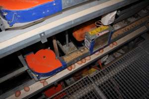 Conveyor belts for egg collection - Australian egg farming at PACE Henholme Egg Farm, near Newcastle NSW - Captured at Henholme Battery Hen Farm, Buchanan NSW Australia.