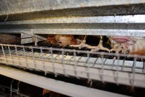 Wire floor of battery cages - Australian egg farming at Steve's Fresh Farm Eggs NSW - Captured at Steve's Fresh Farm Eggs, Rossmore NSW Australia.