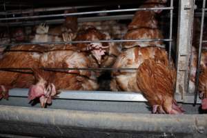 Hens in battery cages - Australian egg farming at Steve's Fresh Farm Eggs NSW - Captured at Steve's Fresh Farm Eggs, Rossmore NSW Australia.