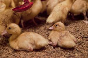 Young ducklings - Australian duck farming - Captured at Tinder Creek Duck Farm, Mellong NSW Australia.