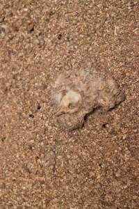 Dead duckling - Australian duck farming - Captured at Tinder Creek Duck Farm, Mellong NSW Australia.