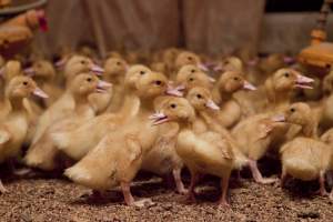 Young ducklings - Australian duck farming - Captured at Tinder Creek Duck Farm, Mellong NSW Australia.