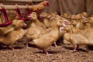 Young ducklings - Australian duck farming - Captured at Tinder Creek Duck Farm, Mellong NSW Australia.