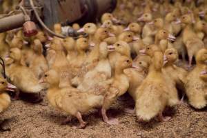 Young ducklings - Australian duck farming - Captured at Tinder Creek Duck Farm, Mellong NSW Australia.