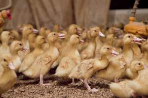 Young ducklings - Australian duck farming - Captured at Tinder Creek Duck Farm, Mellong NSW Australia.