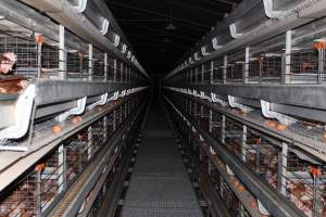 Hens in battery cages - Australian egg farming at PACE Henholme Egg Farm, near Newcastle NSW - Captured at Henholme Battery Hen Farm, Buchanan NSW Australia.