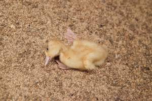 Duckling with deformity or illness, 2012