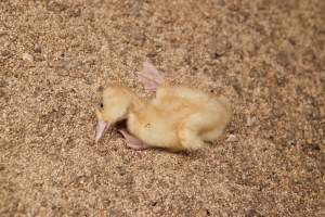 Duckling with deformity or illness - Australian duck farming - Captured at Tinder Creek Duck Farm, Mellong NSW Australia.