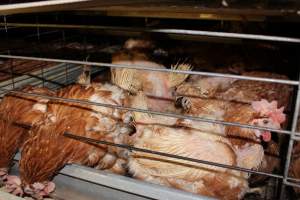 Hens in battery cages with feather loss - Australian egg farming at Steve's Fresh Farm Eggs NSW - Captured at Steve's Fresh Farm Eggs, Rossmore NSW Australia.