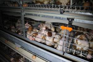 Hens in battery cages with feather loss - Australian egg farming at PACE Henholme Egg Farm, near Newcastle NSW - Captured at Henholme Battery Hen Farm, Buchanan NSW Australia.