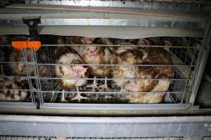 Hens in battery cages with feather loss - Australian egg farming at PACE Henholme Egg Farm, near Newcastle NSW - Captured at Henholme Battery Hen Farm, Buchanan NSW Australia.