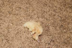 Duckling with deformity or illness - Australian duck farming - Captured at Tinder Creek Duck Farm, Mellong NSW Australia.