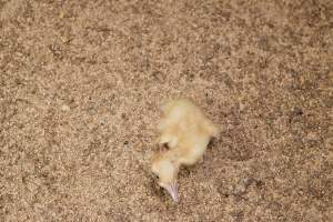 Duckling with deformity or illness - Australian duck farming - Captured at Tinder Creek Duck Farm, Mellong NSW Australia.