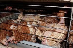 Hens in battery cages with feather loss - Australian egg farming at Steve's Fresh Farm Eggs NSW - Captured at Steve's Fresh Farm Eggs, Rossmore NSW Australia.